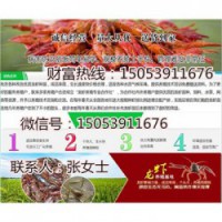 汾西县小龙虾指导价格—龙虾种苗报价