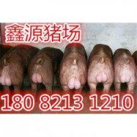 荆门北京黑母猪厂家价格