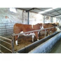 安徽300斤的鲁西黄牛肉牛犊多少钱