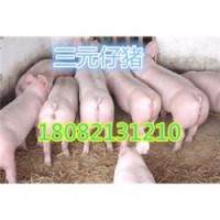 杭州苏太母猪厂家价格