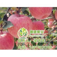 洛川苹果|洛川苹果礼盒|景盛果业(优质商家)