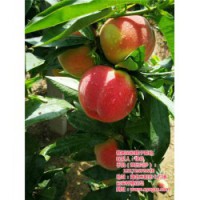 武汉桃苗种植、枣阳桃花岛、桃苗种植