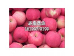今 日 今年膜袋红富士苹果价格走 势