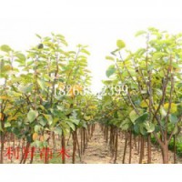 香水梨树种苗图片批发价格梨树怎么种植产量
